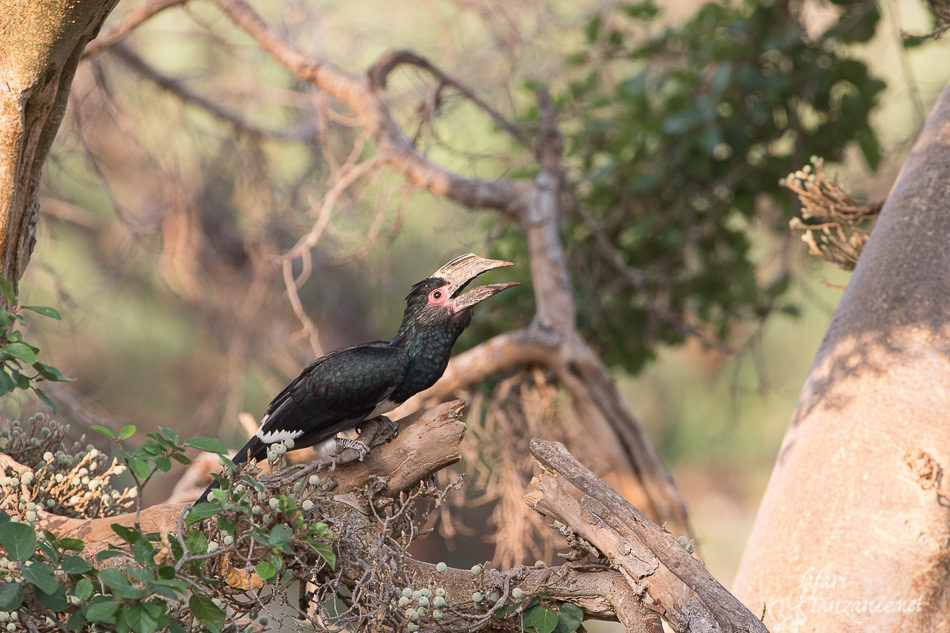 Kruger NP, AFS