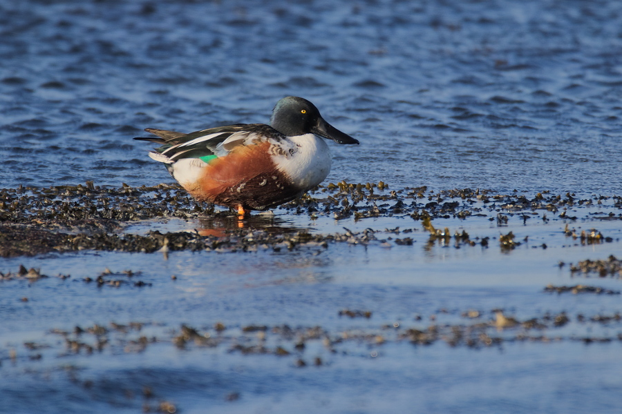 Canard souchet