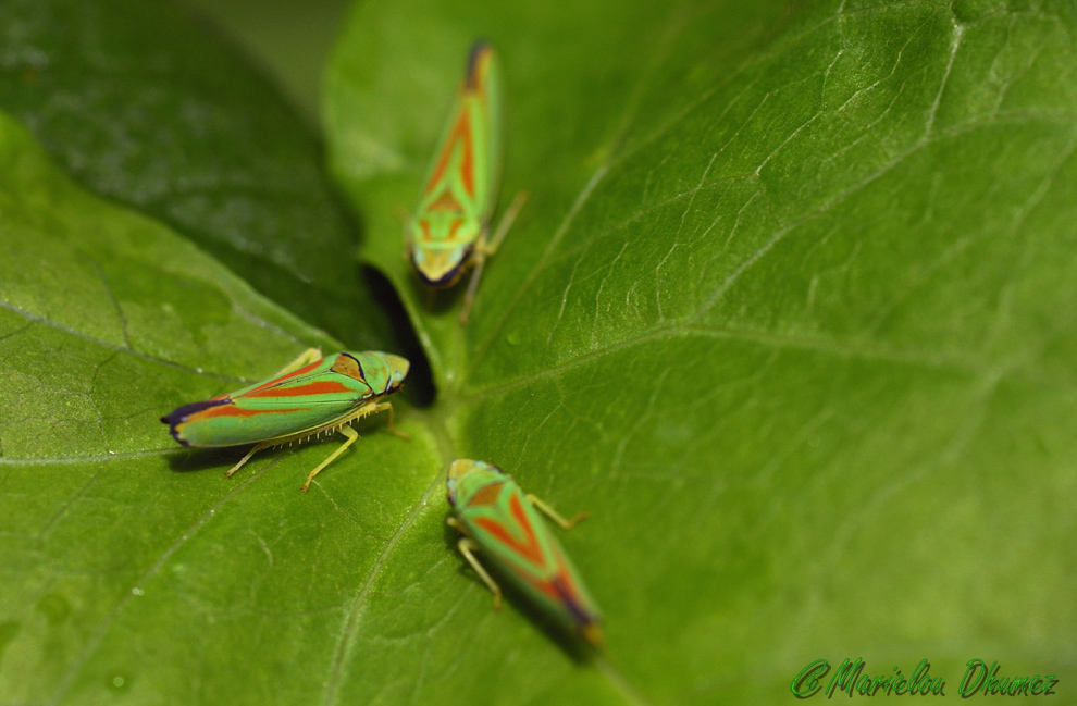 La Cicadelle du rhododendron [Graphocephala fennahi]. 