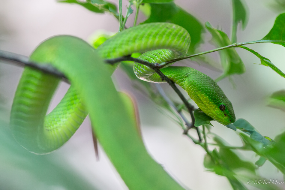 Green pit viper (Trimeresurus albolabris)