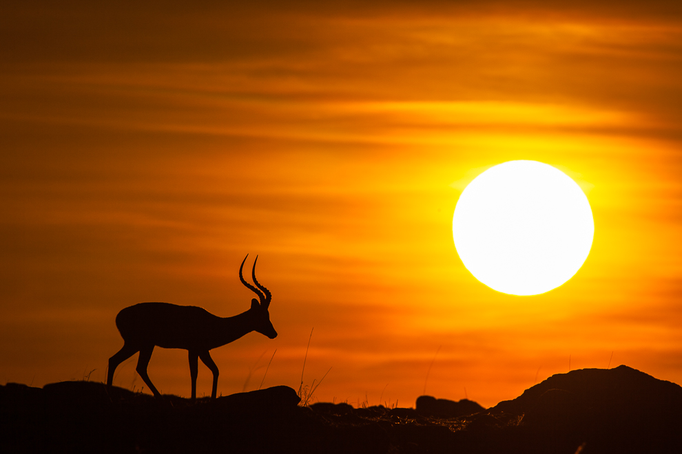 Impala du petit matin