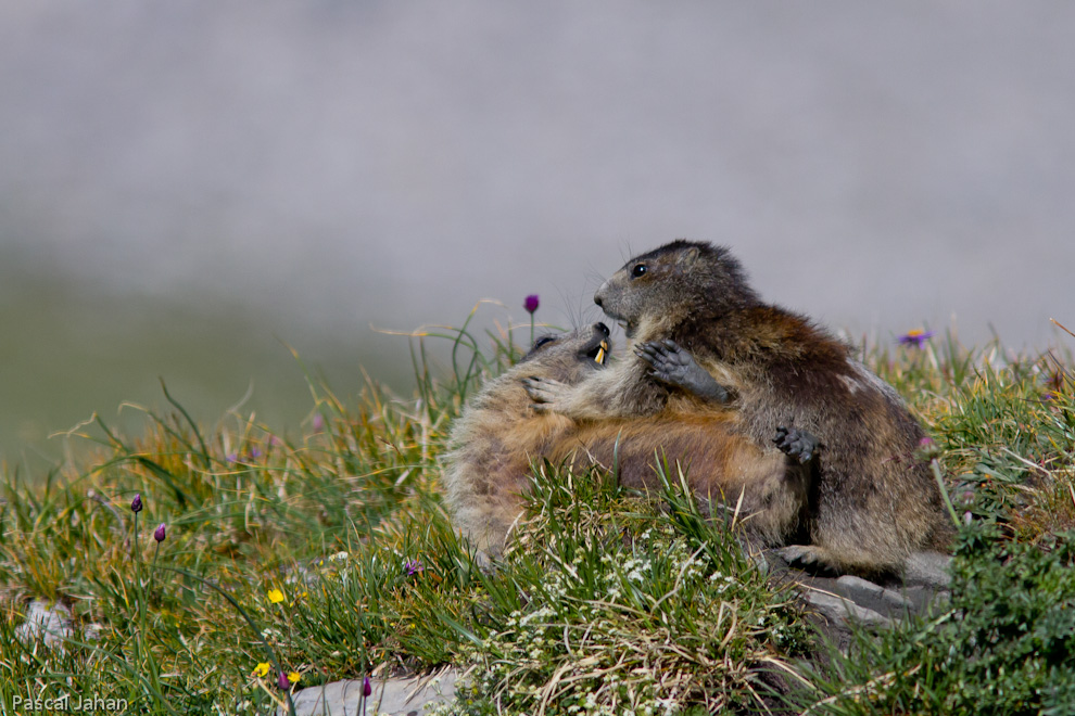 Marmottes